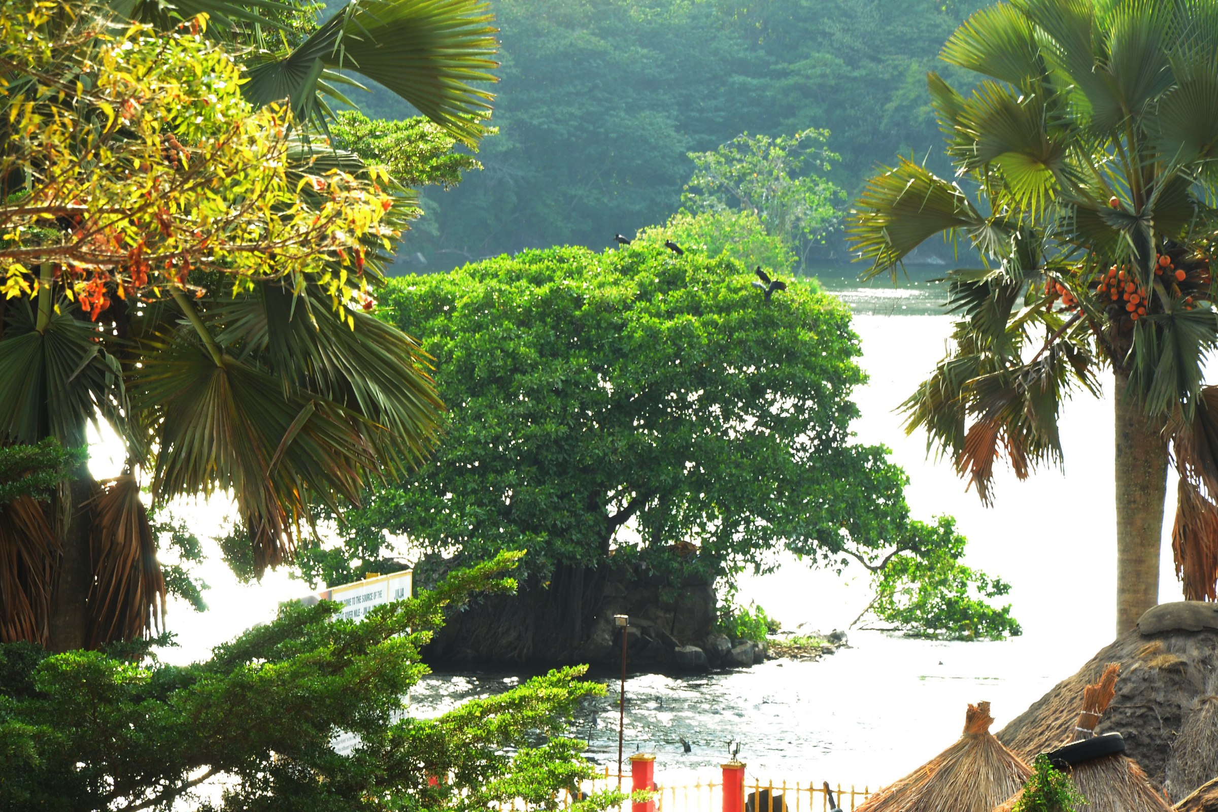 jinja 04.webp